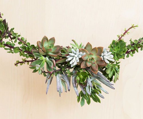 Day 8: Succulents in Holiday Decor